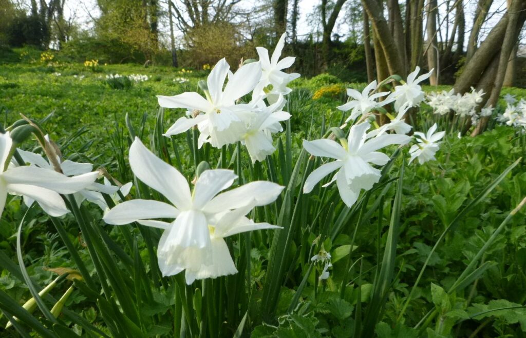 White daffodils, Shandy Hall